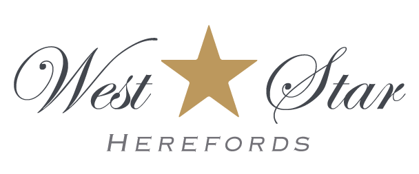 West Star Herefords